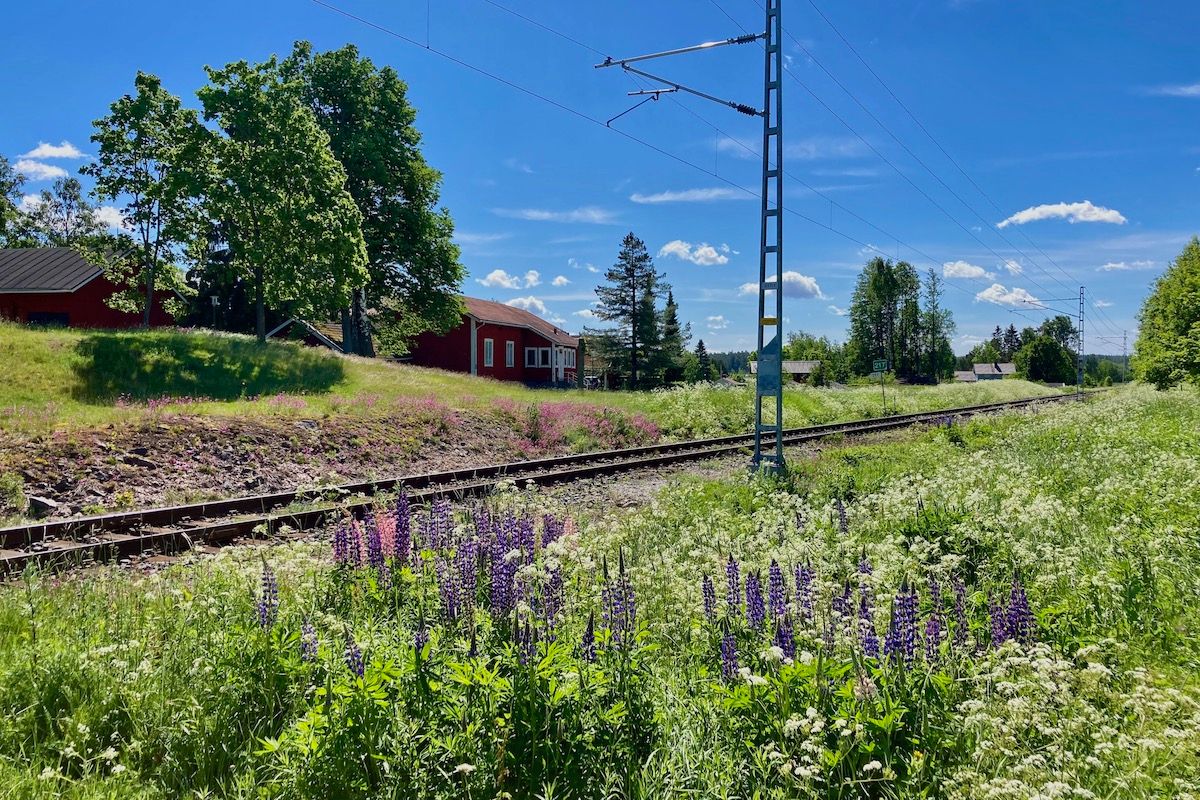 Nationalpark Koli: Mit dem Zug in Finnlands Sehnsuchtsort