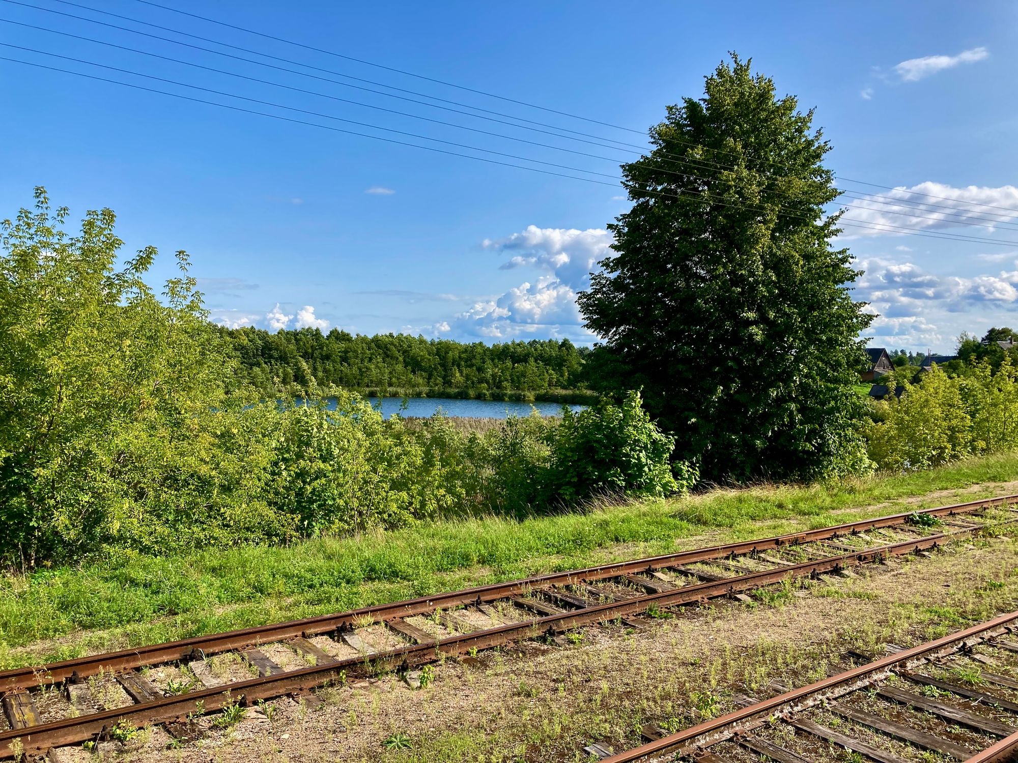 Landschaft in Litauen mit See und Baum