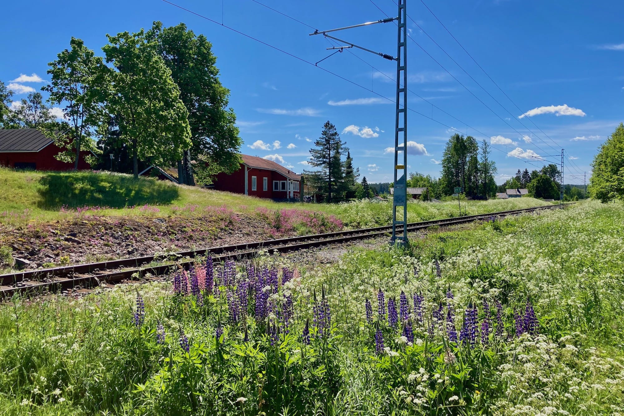 Bahnstrecke im Sommer mit Blumen