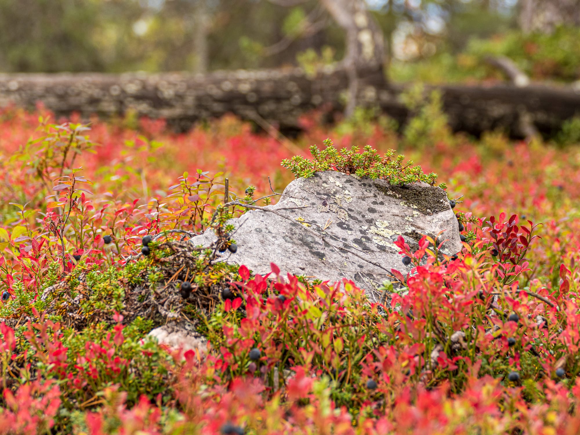 Ein Felsbrocken zwischen Blaubeeren